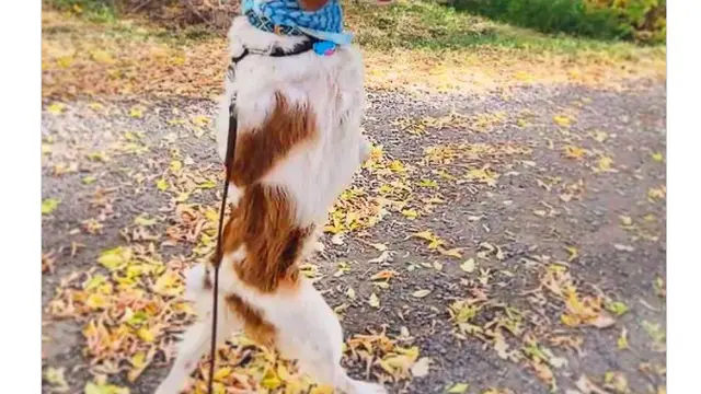 anjing berjalan seperti manusia