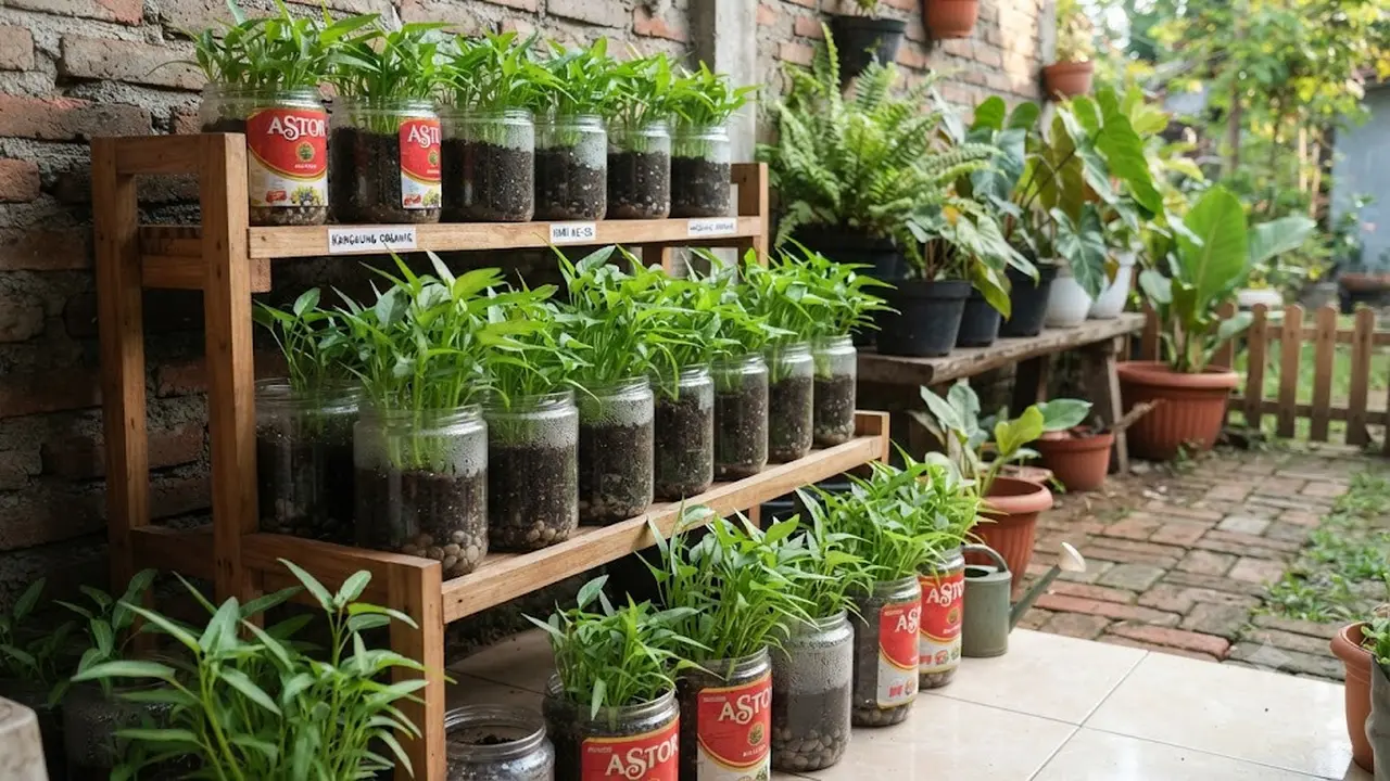 Menanam Kangkung di Toples Bekas Astor