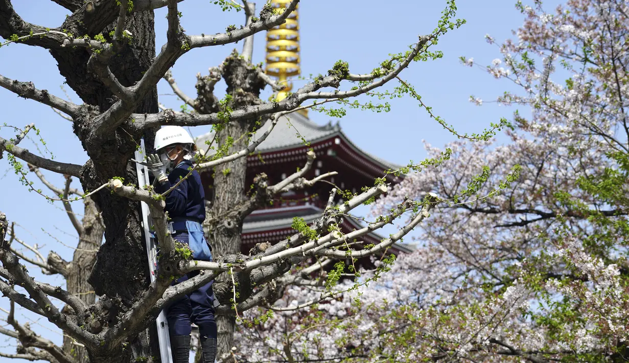 Seorang pekerja yang memakai masker pelindung untuk membantu menahan penyebaran virus corona menyesuaikan cabang pohon di Tokyo, Rabu (31/3/2021).  Ibukota Jepang mengonfirmasi lebih dari 410 kasus virus corona baru pada hari Rabu. (AP Photo/Eugene Hoshiko)