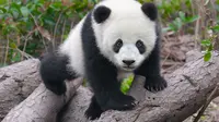 Pemeluk Panda Digaji 32.000 US Dollar Per Tahun. Sumber : mymodernmet.com.