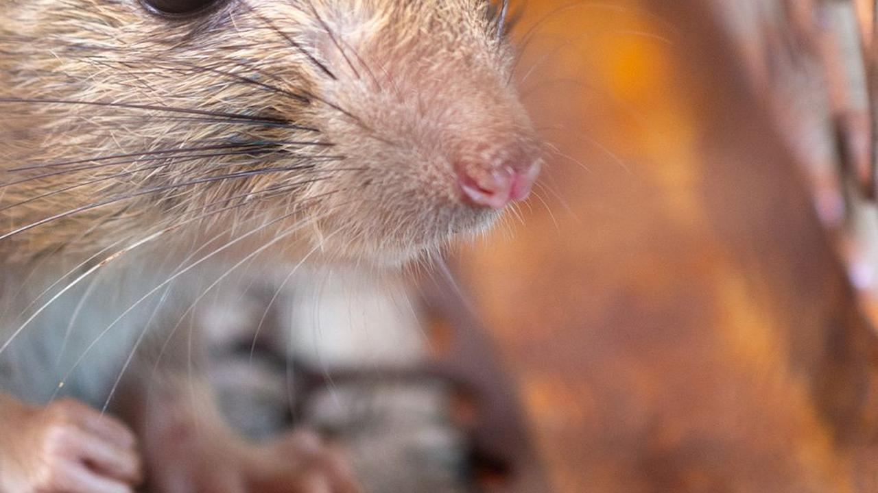 Waspadai Gejala Leptospirosis dan Penyebabnya, Sering Muncul di Musim Pancaroba