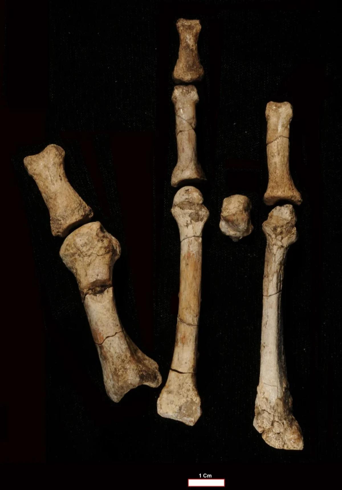 fosil manusia purba