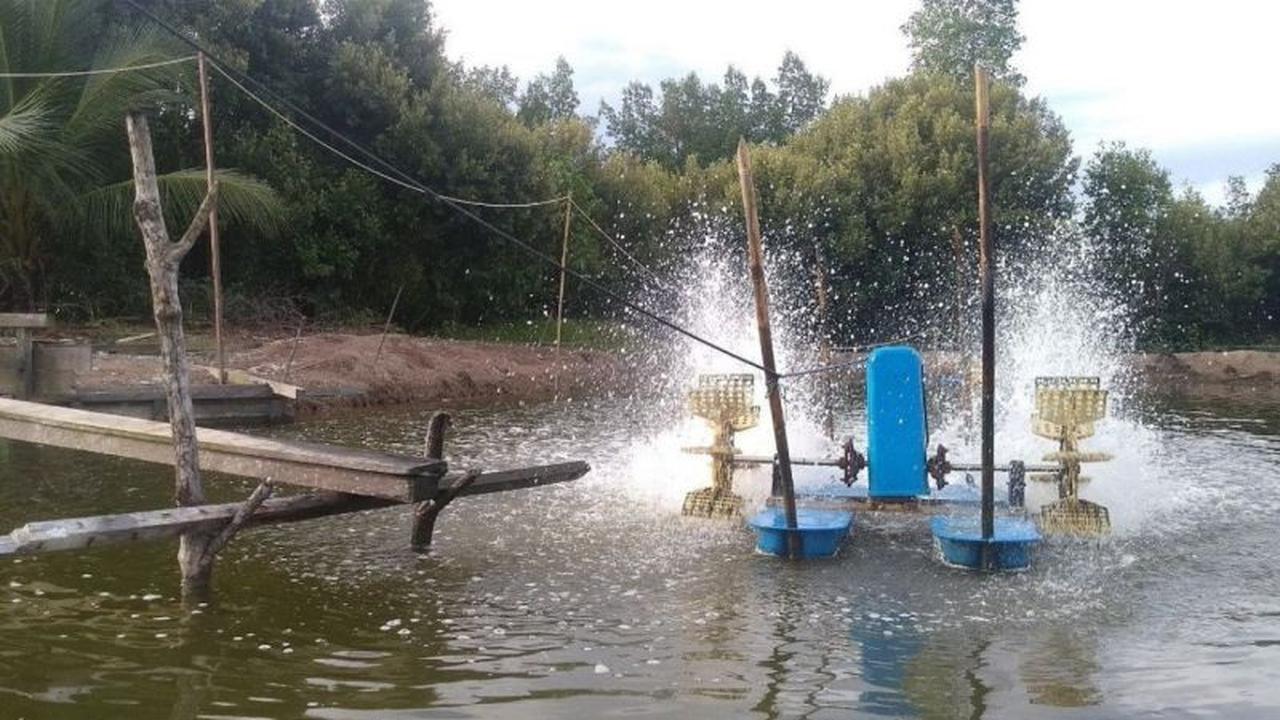 BMKG Ingatkan Petambak Waspada Pasang Laut Kaltim Capai 2,8 Meter