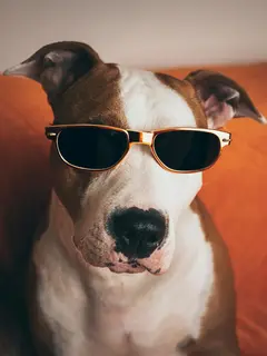 Ilustrasi hewan peliharaan yang menggemaskan./copyright pexels.com/Josip Štiburek