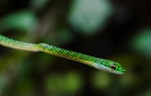 7 Cara Mengusir Ular Kecil yang Sering Muncul di Kebun, Cegah Datang Lagi