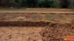 Kekeringan, Sawah Warga Purworejo Ditanami Palawija
