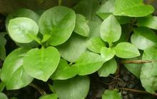 Tips Merebus Daun Binahong untuk Asam Urat, Simak Cara Ini agar Dapat Khasiatnya Secara Maksimal