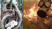 Saat memadamkan api di kebakaran lahan di Kalimantan, seorang polisi menemukan pemandangan memilukan ini