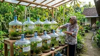 7 Cara Budidaya Ikan Molly di Galon Bekas agar Cepat Berkembang Biak, Cocok untuk Pemula