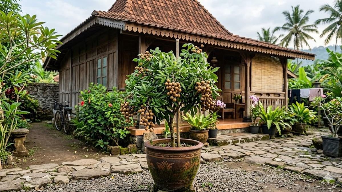 Cara Membuat Pohon Buah Pendek Tapi Cepat Panen dalam Pot, Tips Praktis dan Produktif