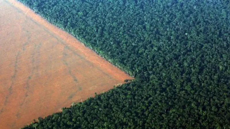 Penebangan hutan tropis di Brasil