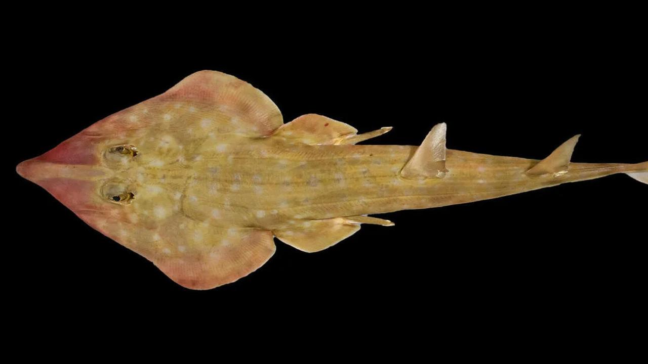 Ilmuwan Temukan 866 Spesies Baru di Laut Dalam, Ada Ikan Gitar dan Siput Berbisa