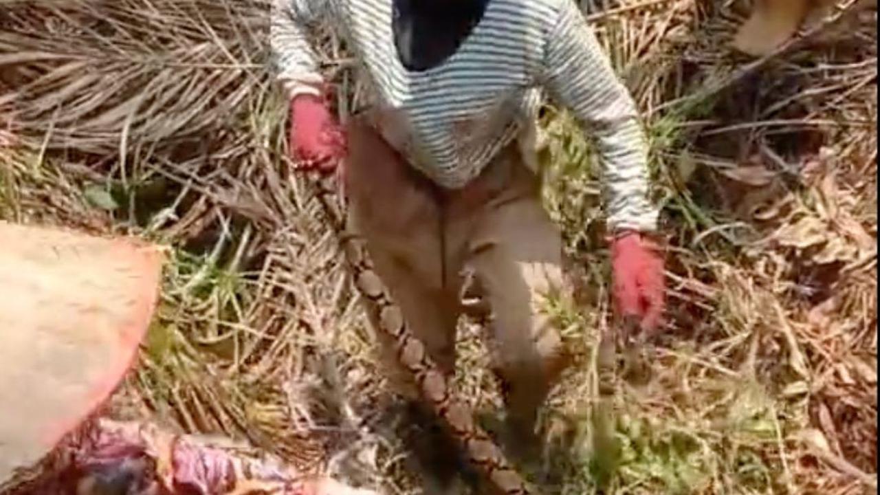 Momen Ras Terkuat di Bumi Ramai-Ramai Tak Beri Ampun  Ular Sanca Kembang