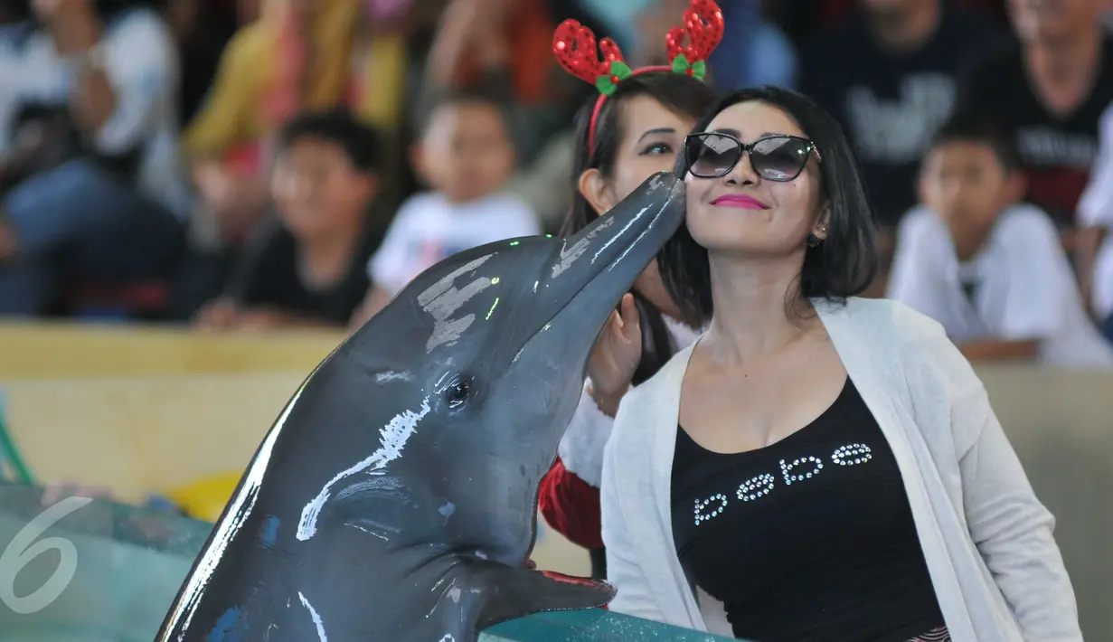 Lumba-lumba mencium seorang wanita saat atraksi Dolphin Christmas Show di Ocean Dream Samudera Ancol, Jakarta, Jumat (25/15). Pertunjukkan tersebut diadakan dalam rangka menyambut libur natal. (Liputan6.com/Gempur M Surya)