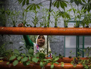 Petugas mengecek kondisi bibit bunga di Balkot Farm yang terletak di Balai Kota DKI Jakarta, Senin (16/9/2019). Balkot Farm menjadi percontohan upaya memanfaatkan keterbatasan lahan di area perkantoran untuk mengaplikasikan urban farming atau pertanian perkotaan. (Liputan6.com/Faizal Fanani)
