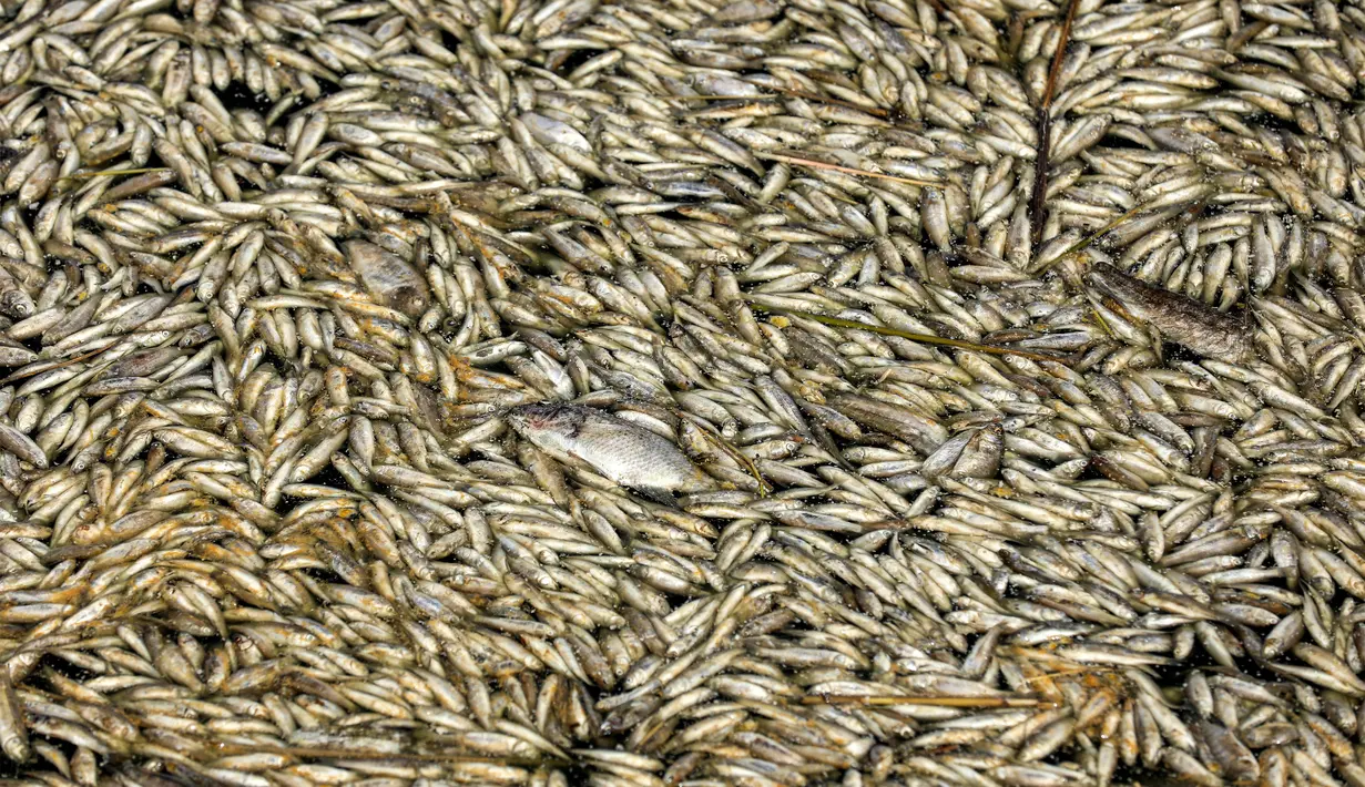 Seorang fotografer AFP menyaksikan pemandangan yang menyedihkan ketika ribuan ikan kecil ditemukan terdampar di tepi sungai Amshan di Majar al-Kabir, sebuah wilayah di provinsi Maysan, Irak, yang berbatasan langsung dengan Iran. (Asaad NIAZI / AFP)