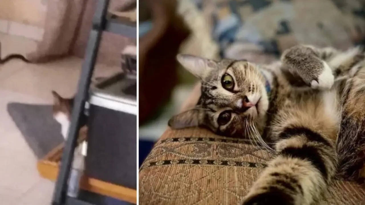 5 Kucing Pemberani Ini Lindungi Pemiliknya dari Ular Kobra yang Masuk ke Rumah