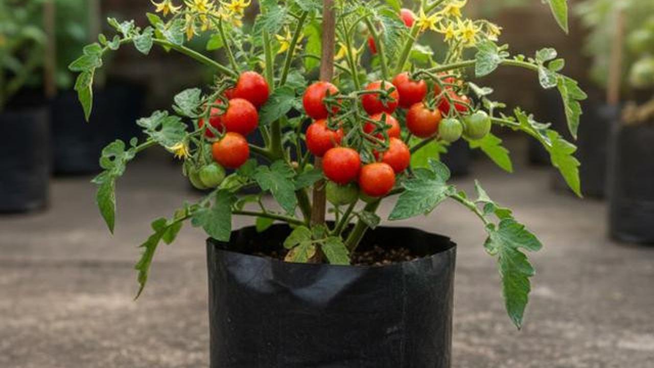 Polybag Gardening untuk Pemula, Panduan Lengkap dari Pembelian Benih Sampai Panen 30 Hari