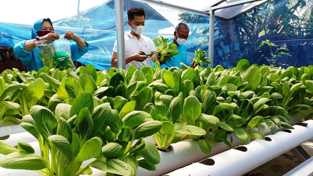 Panen Pakcoy Super Cepat, Begini Cara Menanamnya dengan Sistem Hidroponik