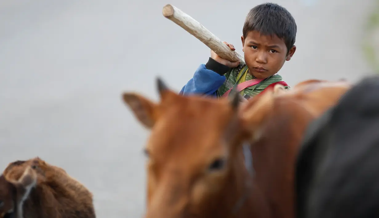 Seorang anak menggiring lembu-lembunya di Mongmao, wilayah pemberontak Wa di Myanmar pada 1 Oktober 2016. (REUTERS/Soe Zeya Tun)