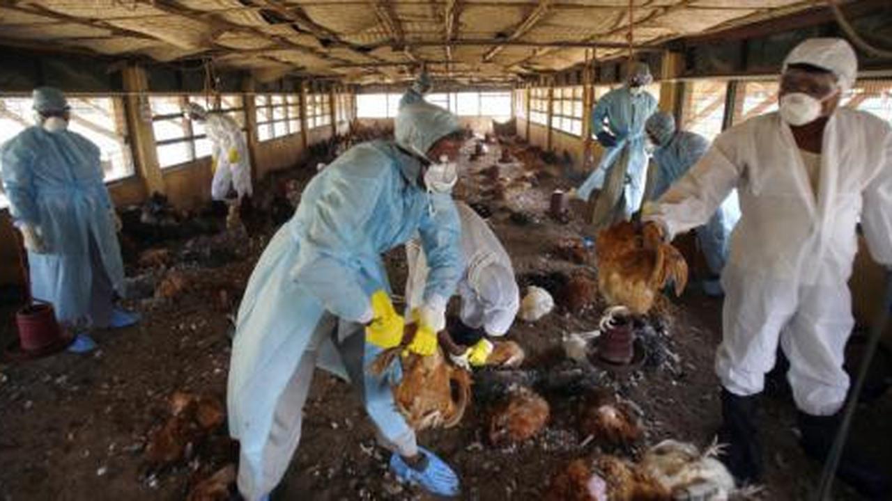 Antisipasi wabah flu burung, Kemendag terapkan sistem karantina