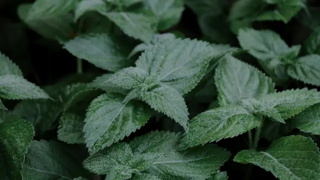 ilustrasi tanaman lemon balm yang kaya manfaat untuk mengatasi kecemasan