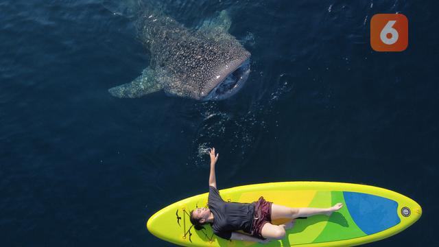 Wisata Hiu Paus Gorontalo