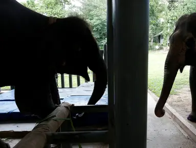 Dua ekor gajah, Motola dan Mosha mengenakan kaki palsu buatan Friends of the Asian Elephant Foundation di Lampang, Thailand, (29/6). Friends of the Asian Elephant Foundation adalah rumah sakit bagi gajah pertama di dunia. (REUTERS/Athit Perawongmetha)