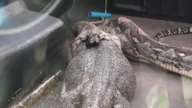Wanita di Thailand Temukan Ular Piton yang Muntahkan Biawak