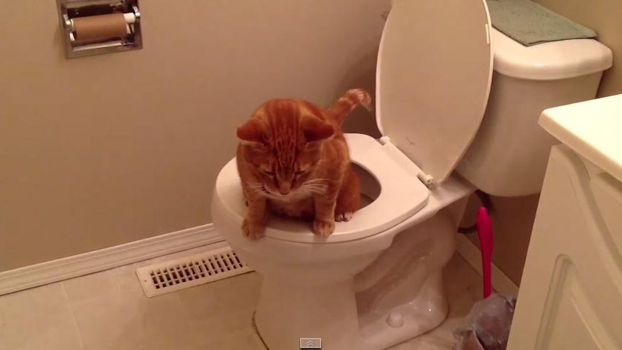 [Bintang] 7 Bukti Kalau Kucing Lebih Baik daripada Anjing