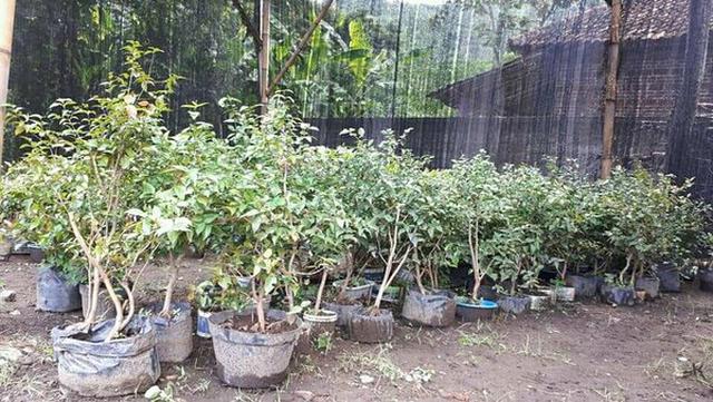 Daftar Harga Pohon Dewandaru Bulan Maret 2021 Terbaru