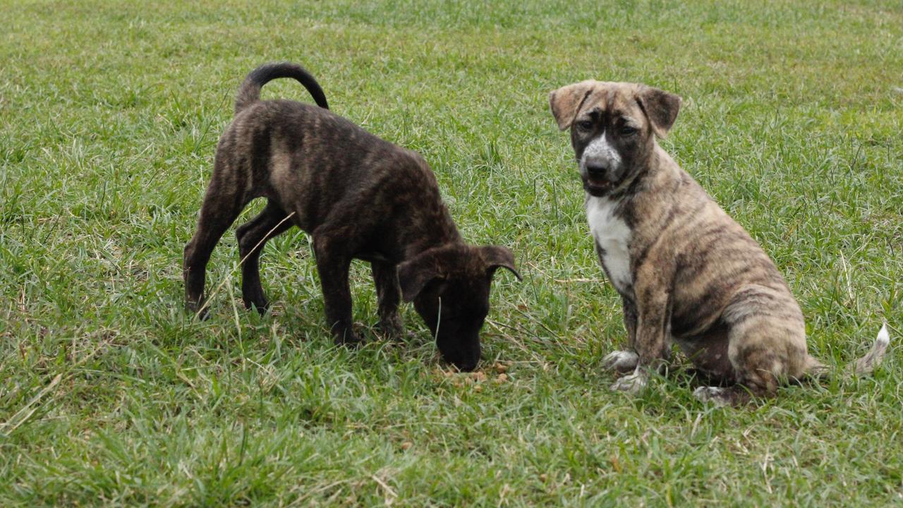Bali mulai lakukan pelarangan konsumsi daging anjing