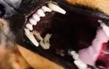 3.888 Kasus Gigitan Hewan Rabies Terjadi di Sumut, Ini Imbauan Dinas Kesehatan
