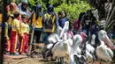 Sejumlah anak TK melihat burung pelikan di Taman Marga Satwa Ragunan, Jakarta, Kamis (13/12). Kegiatan tersebut juga untuk memberikan wawasan kepada anak-anak betapa pentingnya mencintai satwa. (Liputan6.com/Faizal Fanani)