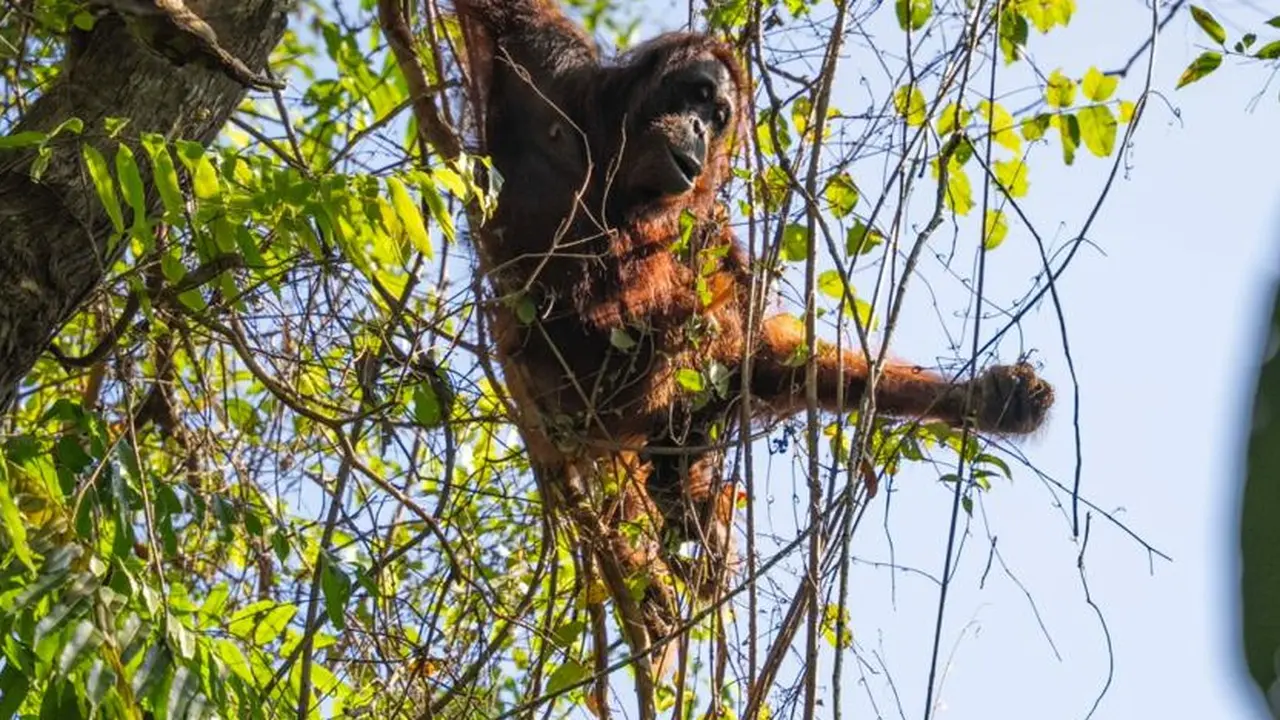 Translokasi induk-anak orang utan Kalimantan di Ketapang
