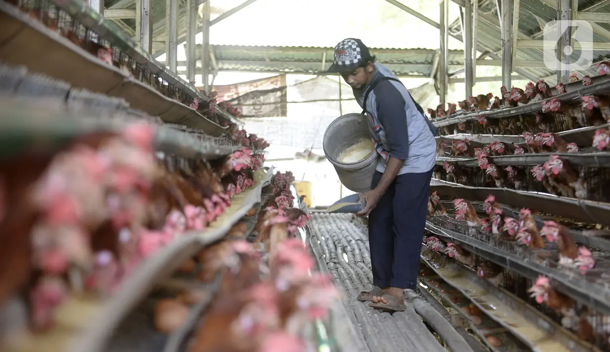 Peternak ayam petelur Madsai (41) memberi makan ayam-ayamnya di Desa Pengasinan, Gunung Sindur, Kabupaten Bogor, Jawa Barat, Selasa (6/10/2020). Harga telur eceran sempat mencapai Rp 24 ribu per kilogram, sekarang turun Rp 18,500 per kilogram. (merdeka.com/Dwi Narwoko)
