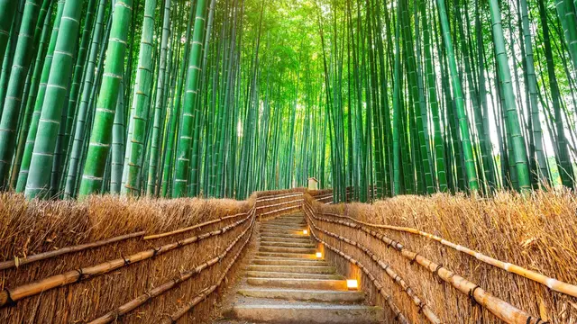 Arashiyama Bamboo Forest