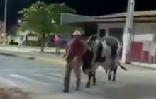 Kocak Seekor Sapi Tuntun Majikannya Mabuk Pulang ke Rumah, Aksi Ini Viral Sampai Bikin Netizen Ngakak