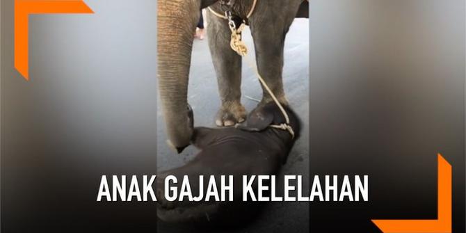VIDEO: Miris, Anak Gajah Kelelahan Temani Induknya Bawa Wisatawan