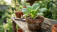 Cara Menanam Pakcoy dari Sisa Pangkal untuk Kebun Dapur, Tak Perlu Beli Bibit