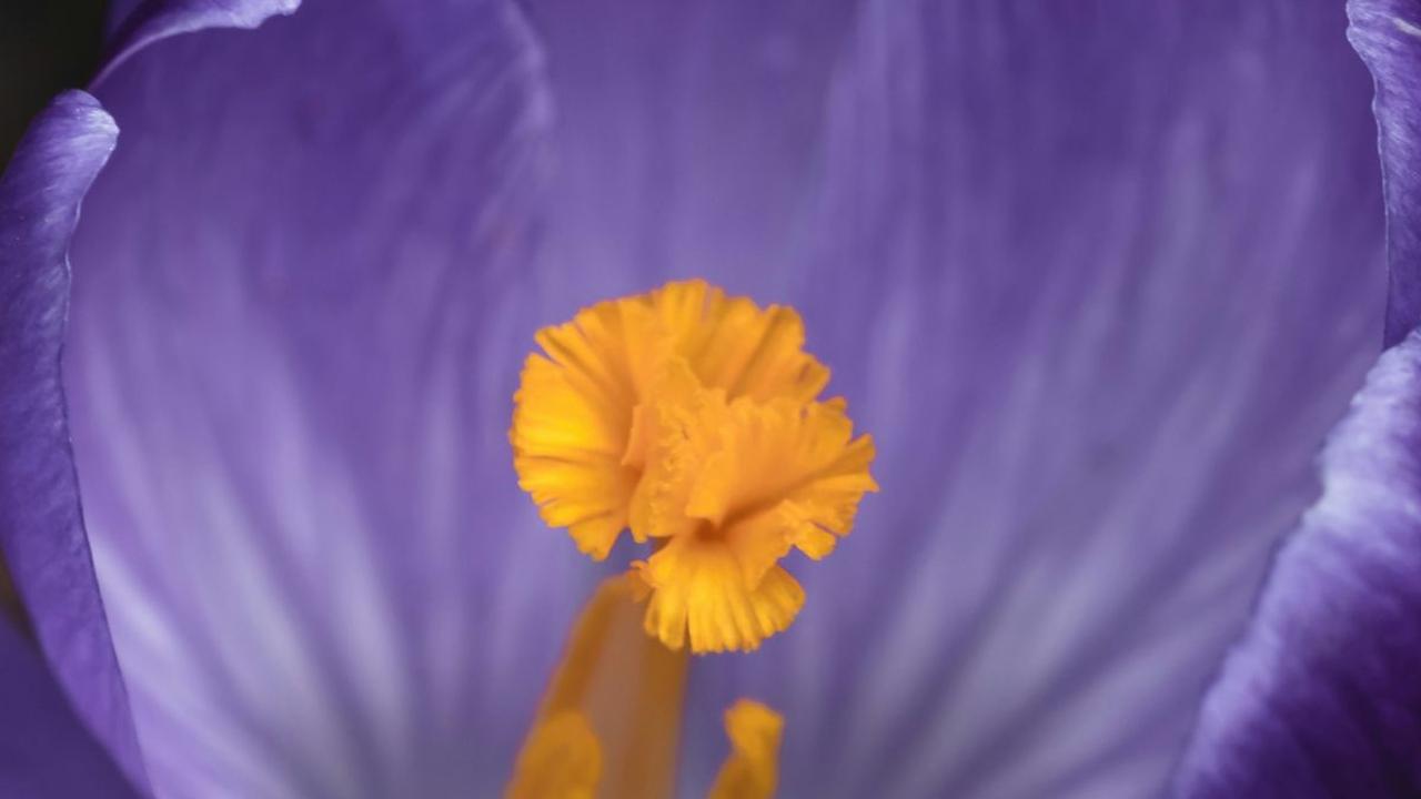 <b>Saffron Crocus</b>