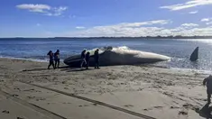 Gambar selebaran yang dirilis oleh organisasi pecinta lingkungan Defendamos Chiloe menunjukkan seekor Paus Biru (Balaenoptera musculus) terdampar di pantai Ancud, pulau Chiloe, wilayah Los Lagos, Chile, pada 5 Agustus 2023. (CLAUDIO KOMPATZKI / DEFENDAMOS CHILOE / AFP)