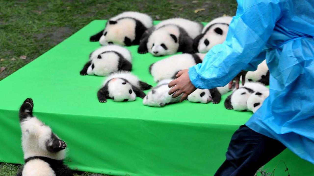 Menurut teori yang dikemukakan, bakteri usus bernama Clostridium butyricum membantu menaikkan berat badan panda dan menyimpan lemak, yang kemudian mendukung kesehatannya ketika musim rebung usai dan panda hanya bisa makan daun bambu.