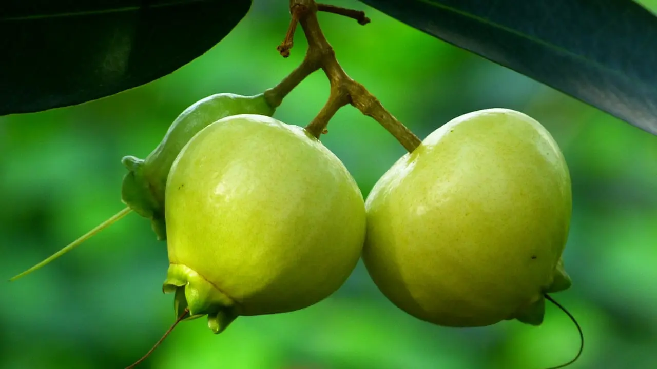 Ilustrasi Jambu Mawar
