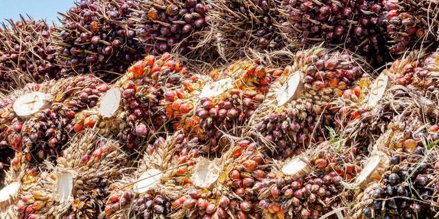 Ekonomi Sirkular Bisa Diterapkan di Industri Sawit, Begini Cara Kerjanya