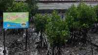 Tanaman mangrove di kawasan Margasari, Balikpapan, Kalimantan Timur, terkena imbas tumpahan minyak mentah milik Pertamina. (Liputan6.com/Abelda Gunawan)