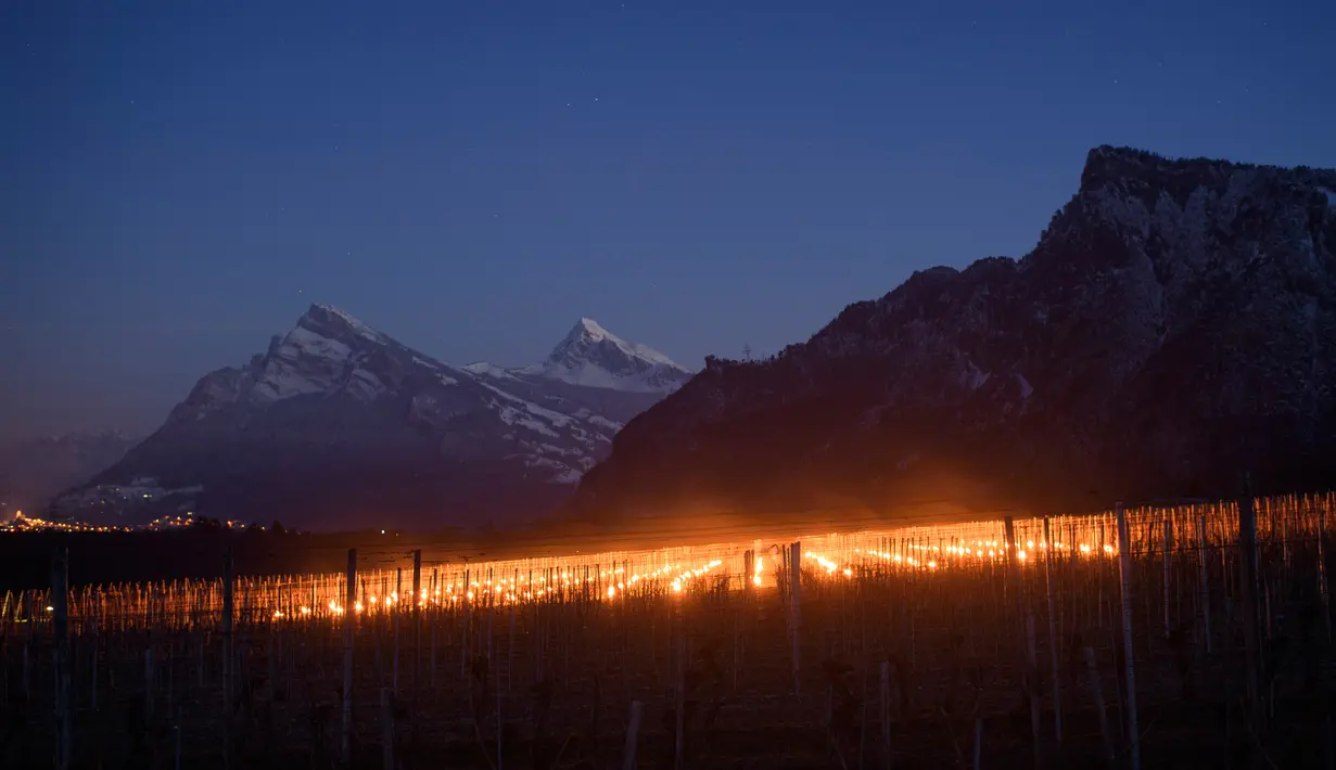 Pemandangan saat ratusan lilin dinyalakan di kebun anggur dengan latar belakang pegunungan es di Flaesch, Swiss (22/3). Lilin anti-embun ini bertujuan untuk menaikkan suhu dua hingga tiga derajat. (Gian Ehrenzeller / Keystone via AP)