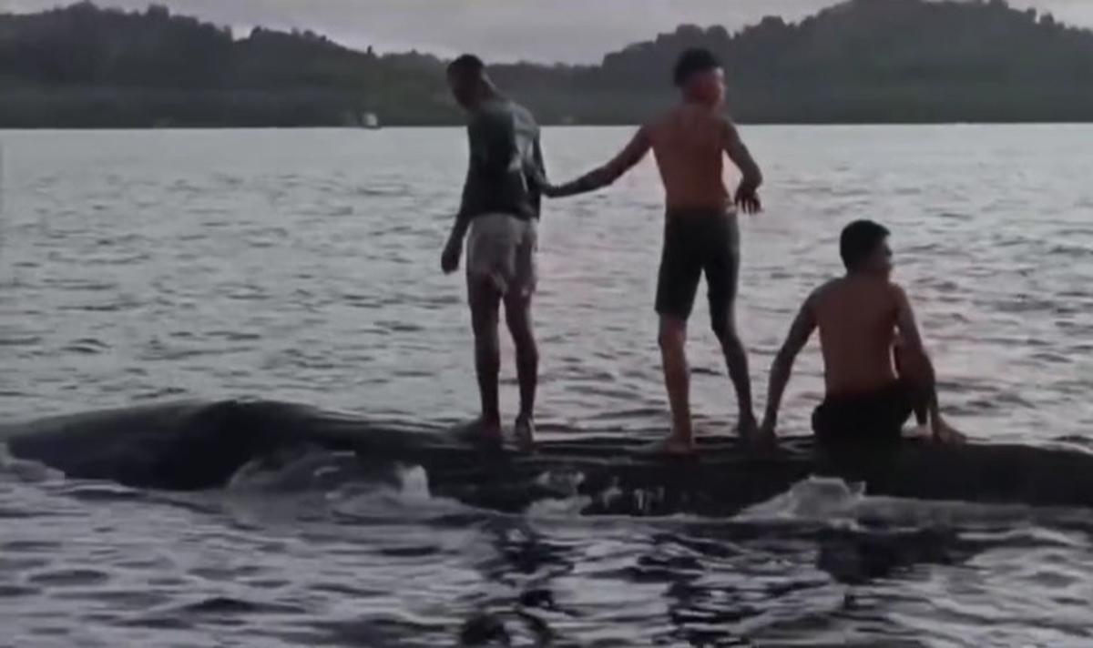 Anak-anak Papua Bermain dengan Seekor Ikan Paus di Laut Raja Ampat