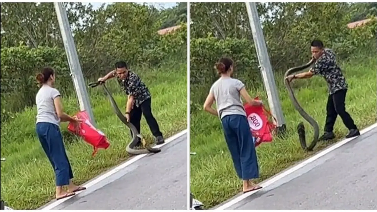 Pasangan Ini Nekat Tangkap Ular Kobra dengan Tangan Kosong, Aksinya Bikin Merinding