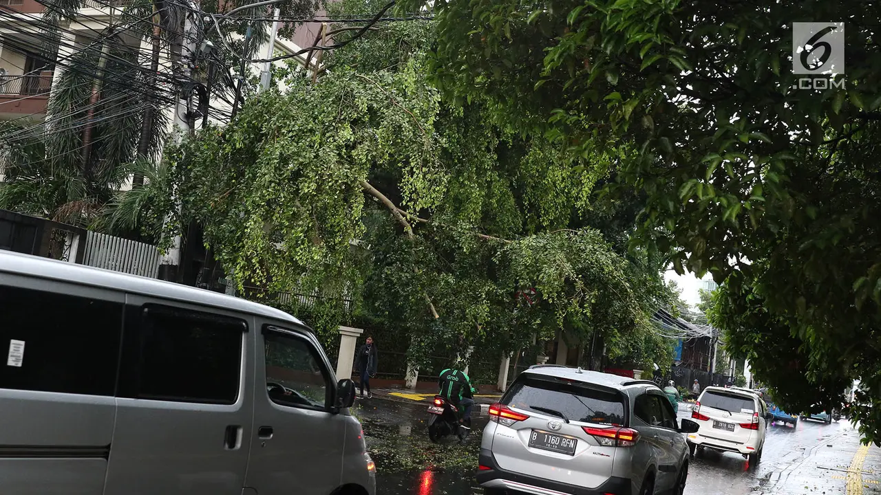 Hujan Deras, Sejumlah Pohon Tumbang di Ibu Kota